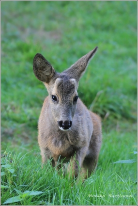 <p>SRNEC OBECNÝ (Capreolus capreolus) Šluknovsko - Jiříkov /European roe deer - Reh/</p>